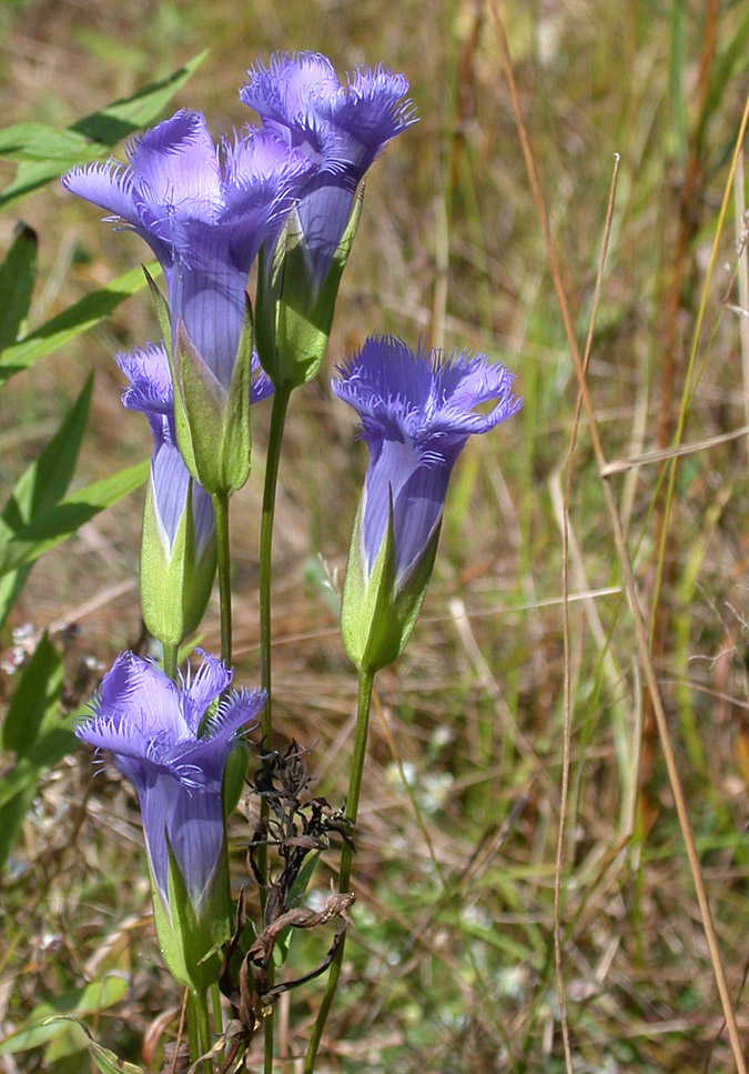 Gentianaceae Gentianopsis crinita