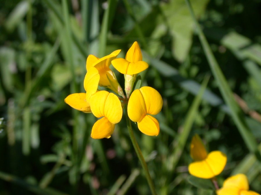 Fabaceae Lotus corniculata