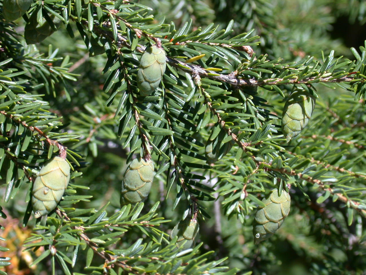 Pinaceae Tsuga canadensis