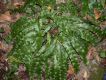 image of Asplenium scolopendrium