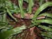 image of Asplenium scolopendrium