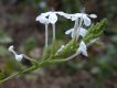 image of Plumbago 