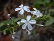 image of Plumbago 