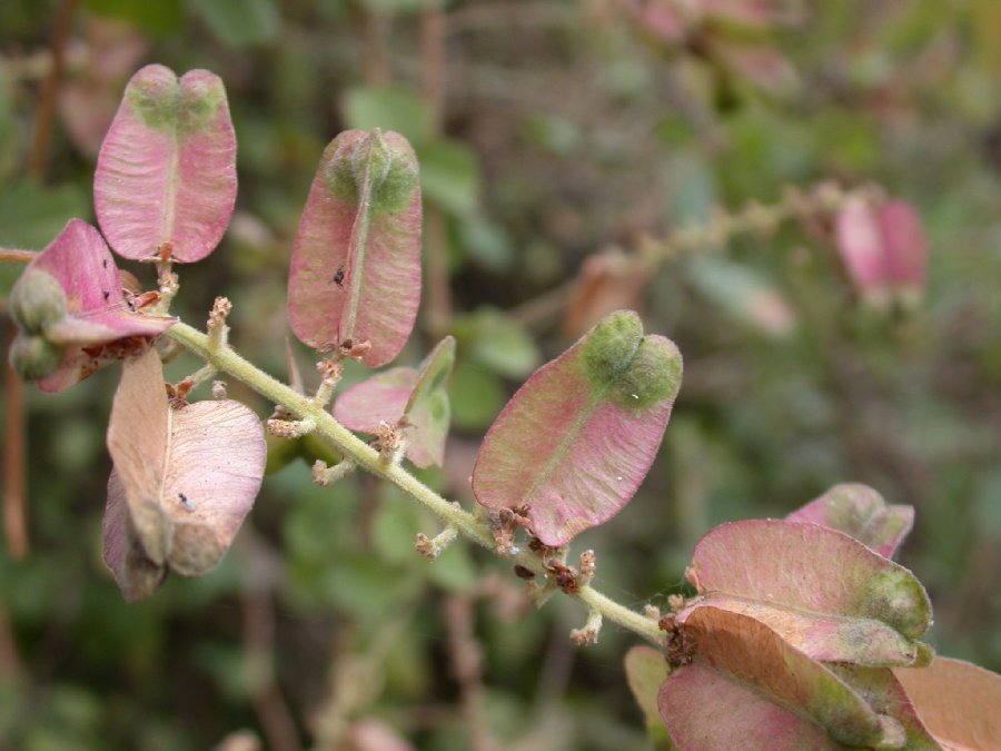 Sapindaceae Serjania 