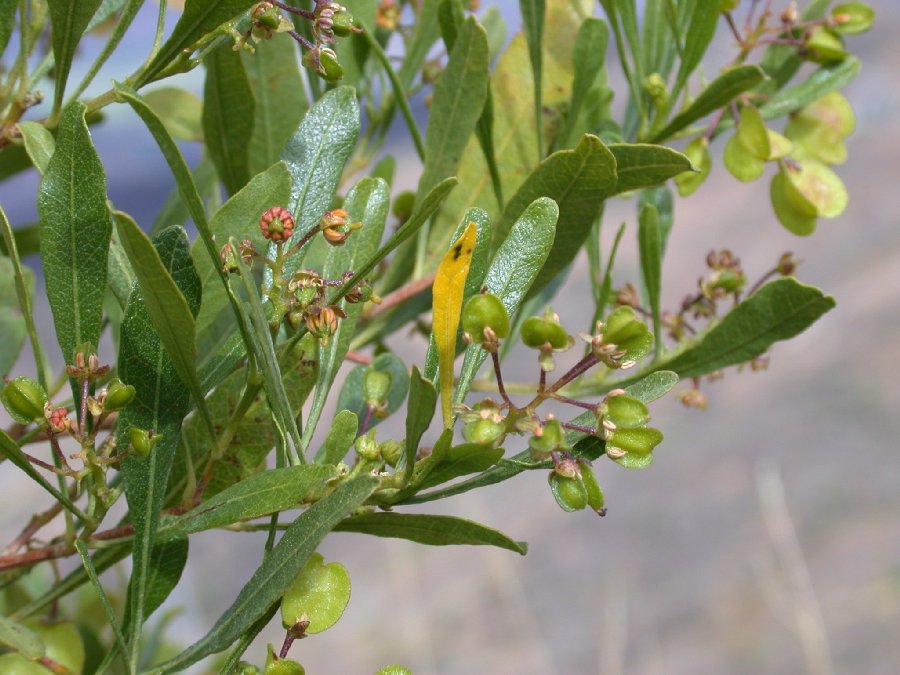 Sapindaceae Dodonaea 