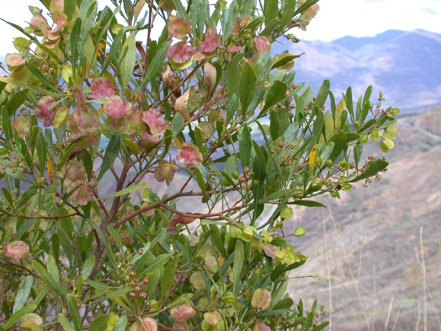 Sapindaceae Dodonaea 