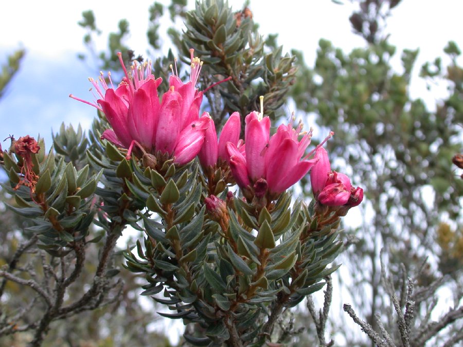 Ericaceae Bejaria 