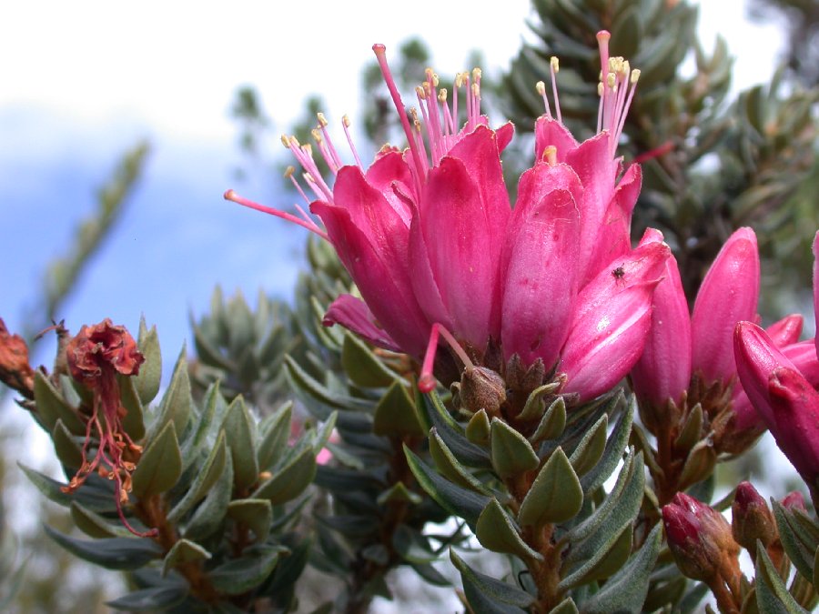 Ericaceae Bejaria 