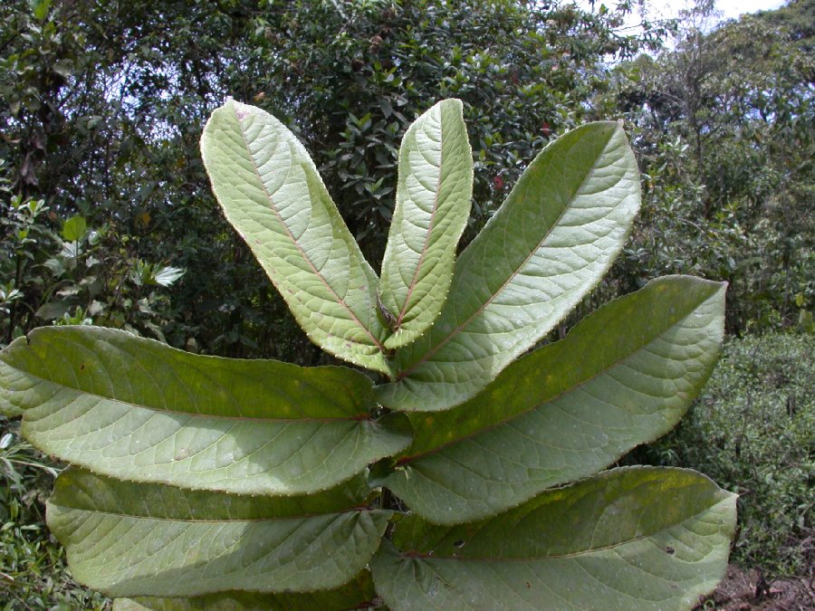 Salicaceae Banara regia