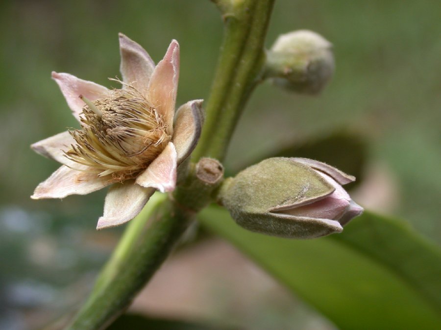 Salicaceae Neosprucea grandiflora