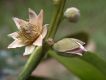 image of Neosprucea grandiflora