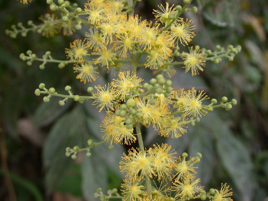 Salicaceae Banara guianensis