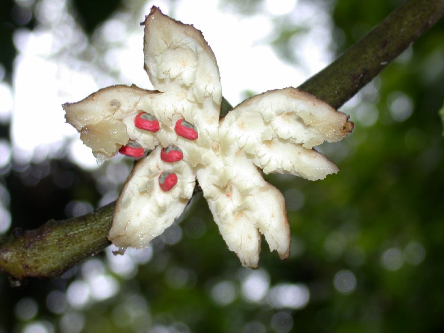 Monimiaceae Siparuna schimpffii