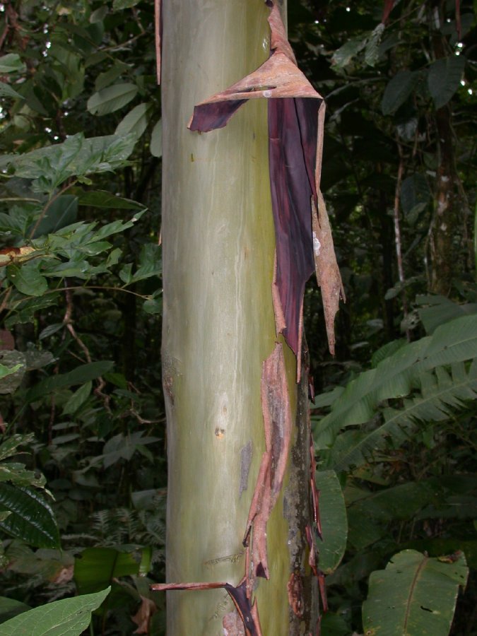 Rubiaceae Calycophyllum spruceanum