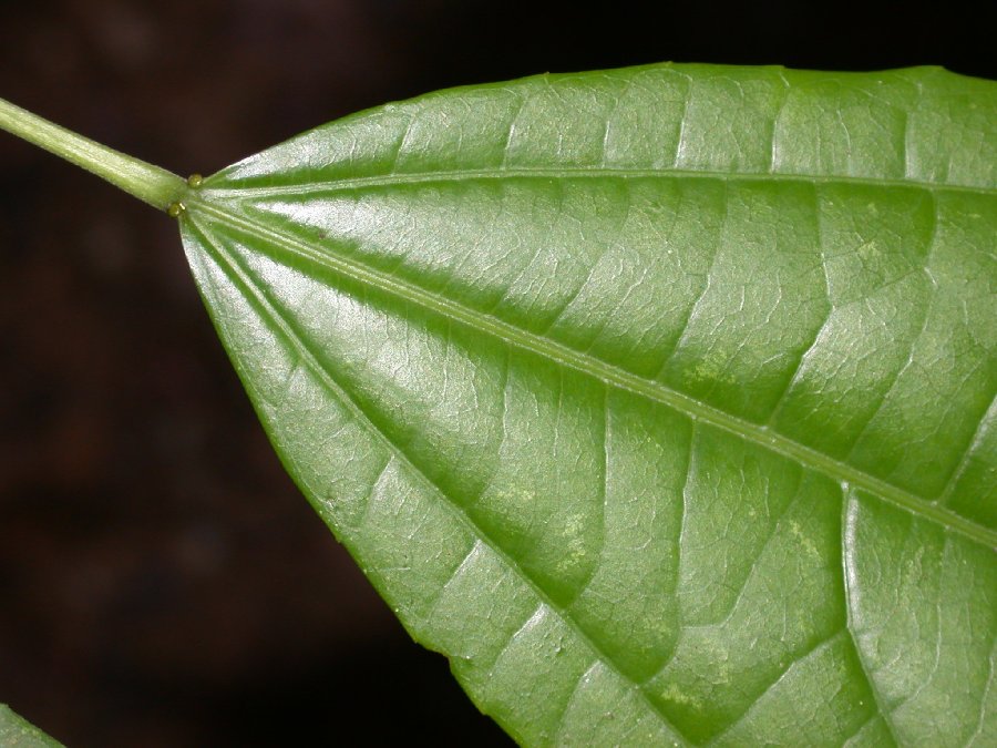 Salicaceae Pleuranthodendron lindenii