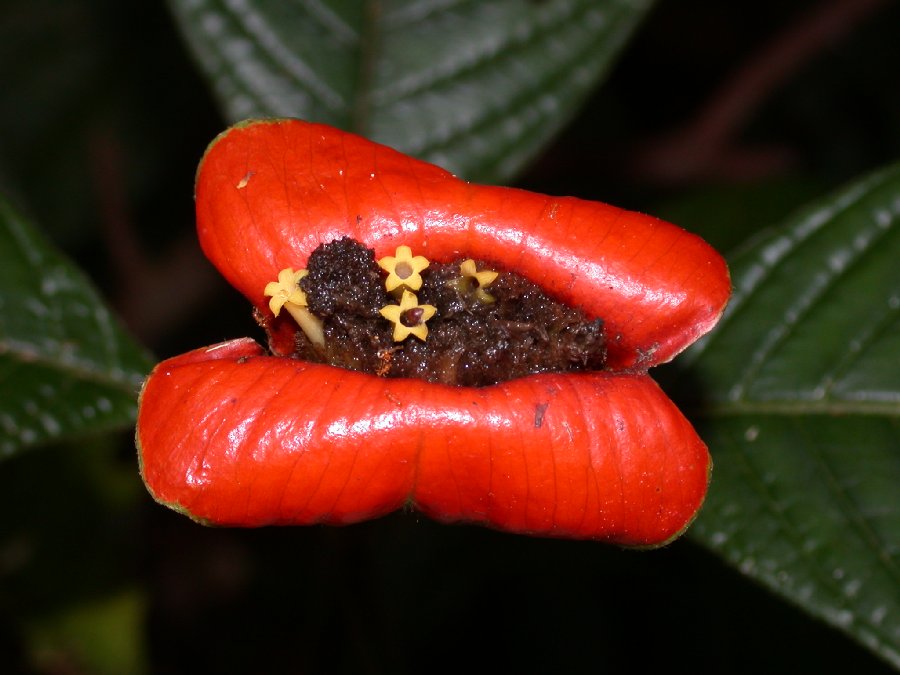 Rubiaceae Psychotria 