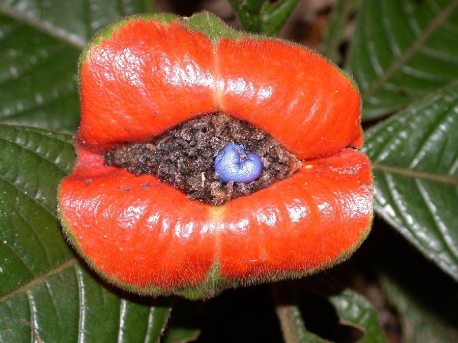 Rubiaceae Psychotria 