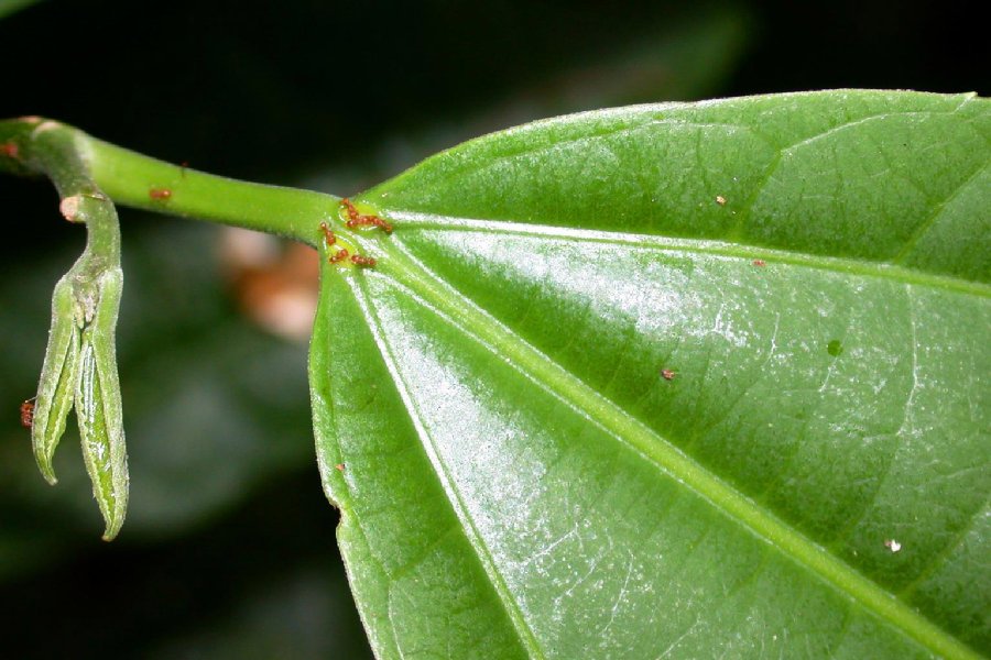 Salicaceae Hasseltia floribunda