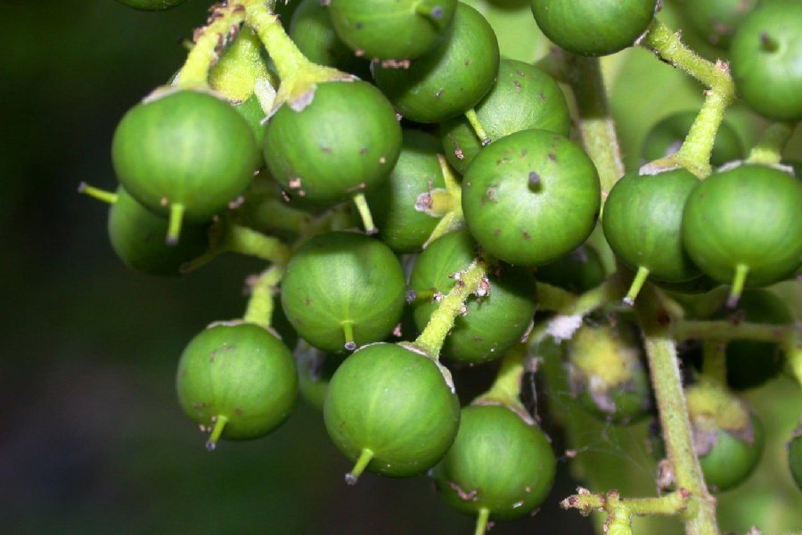 Salicaceae Banara guianensis