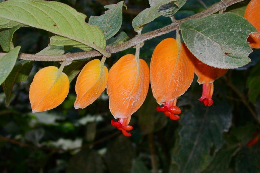 Gesneriaceae  