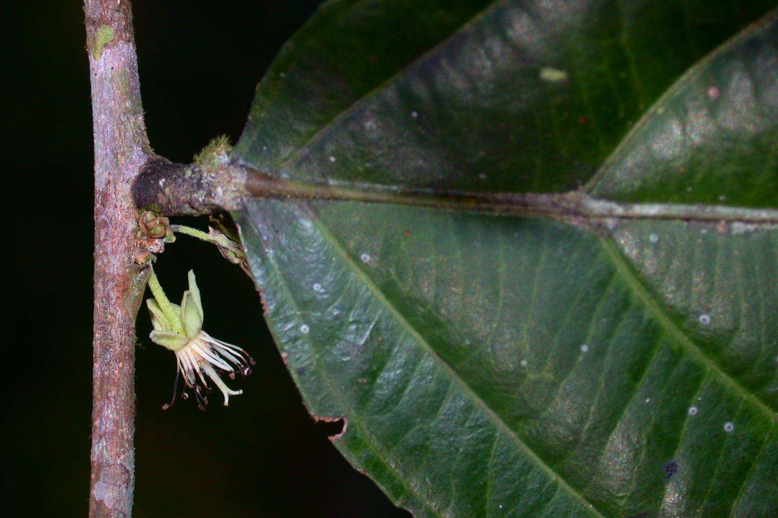 Salicaceae Casearia javitensis