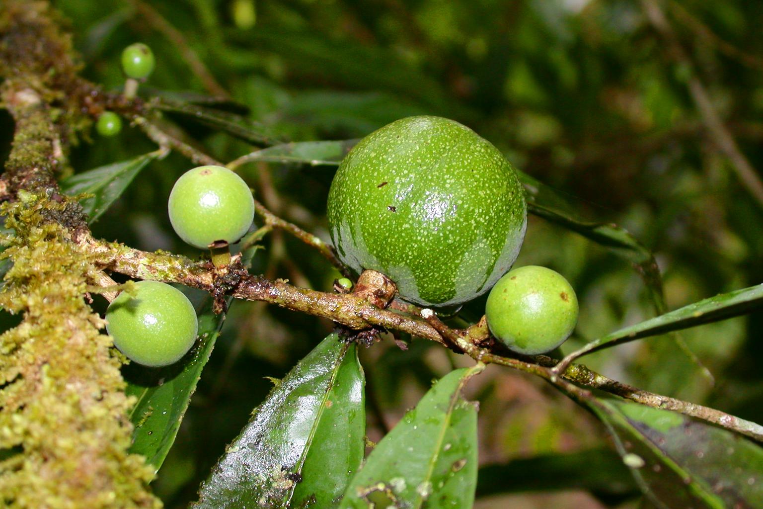 Salicaceae Casearia obovalis