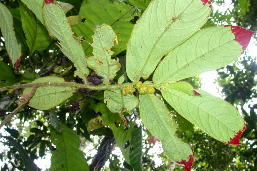 Gesneriaceae Columnea 
