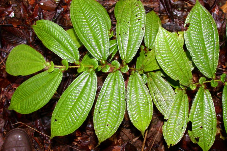 Melastomataceae Maieta guianensis