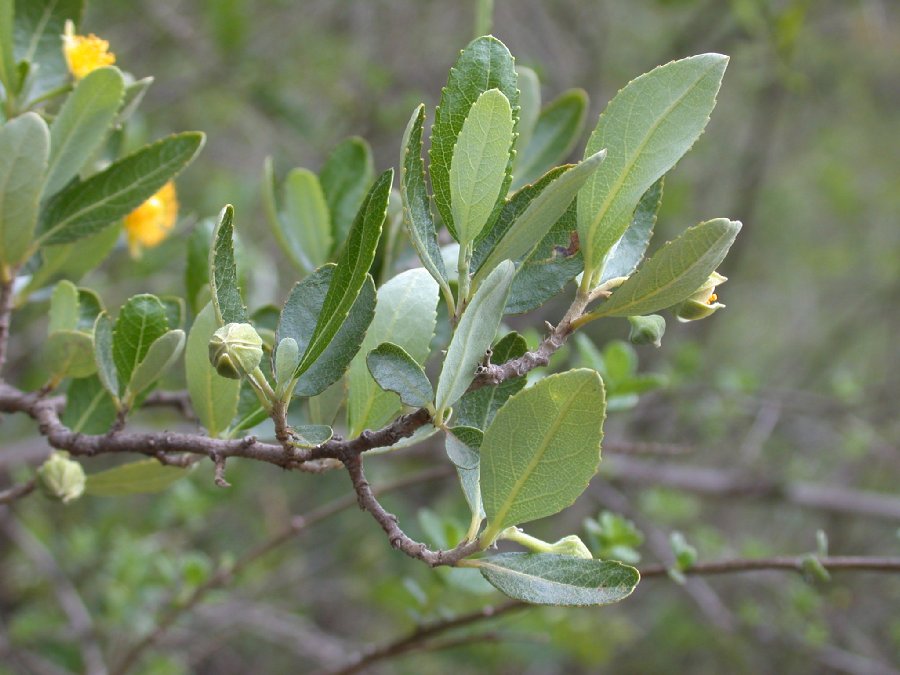 Salicaceae Pineda incana