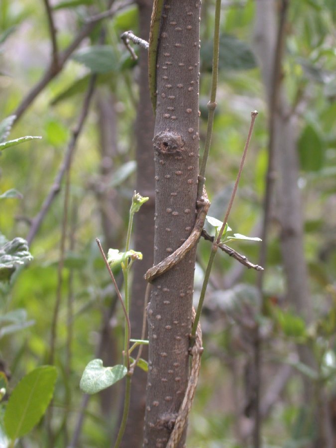 Salicaceae Pineda incana