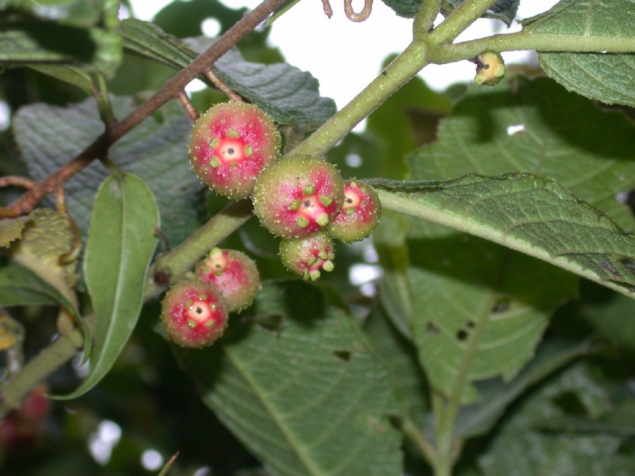 Monimiaceae Siparuna 