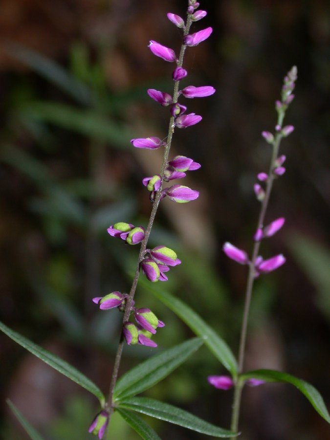 Polygalaceae Polygala 