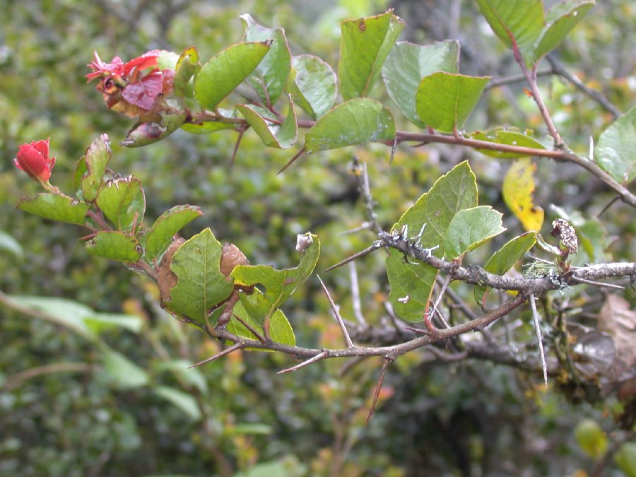 Salicaceae Xylosma cordata