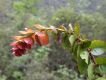 image of Xylosma cordata