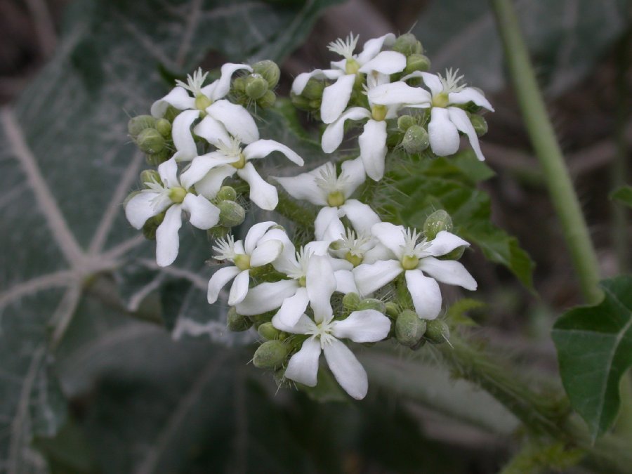 Euphorbiaceae Cnidoscolus 