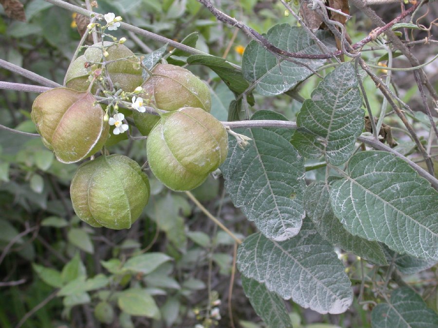 Sapindaceae Cardiospermum 