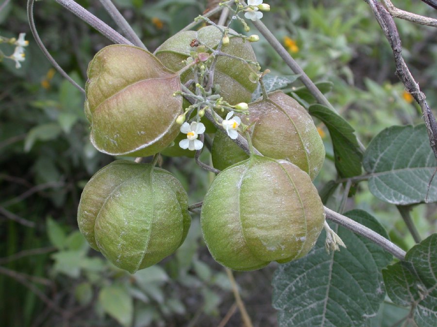 Sapindaceae Cardiospermum 