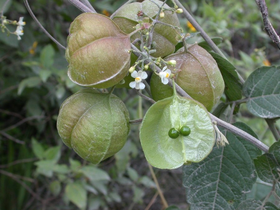 Sapindaceae Cardiospermum 