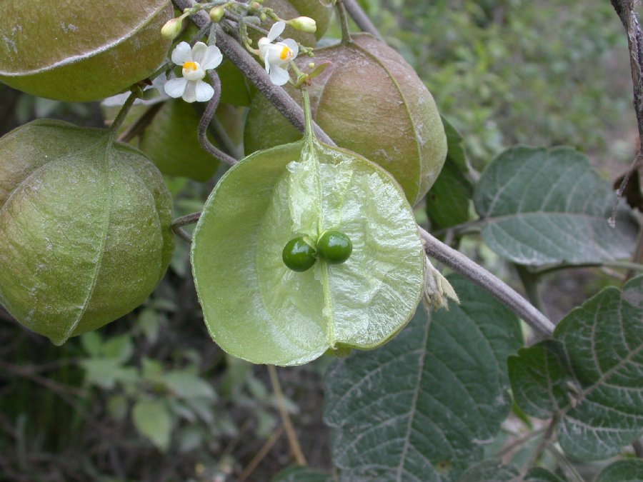 Sapindaceae Cardiospermum 