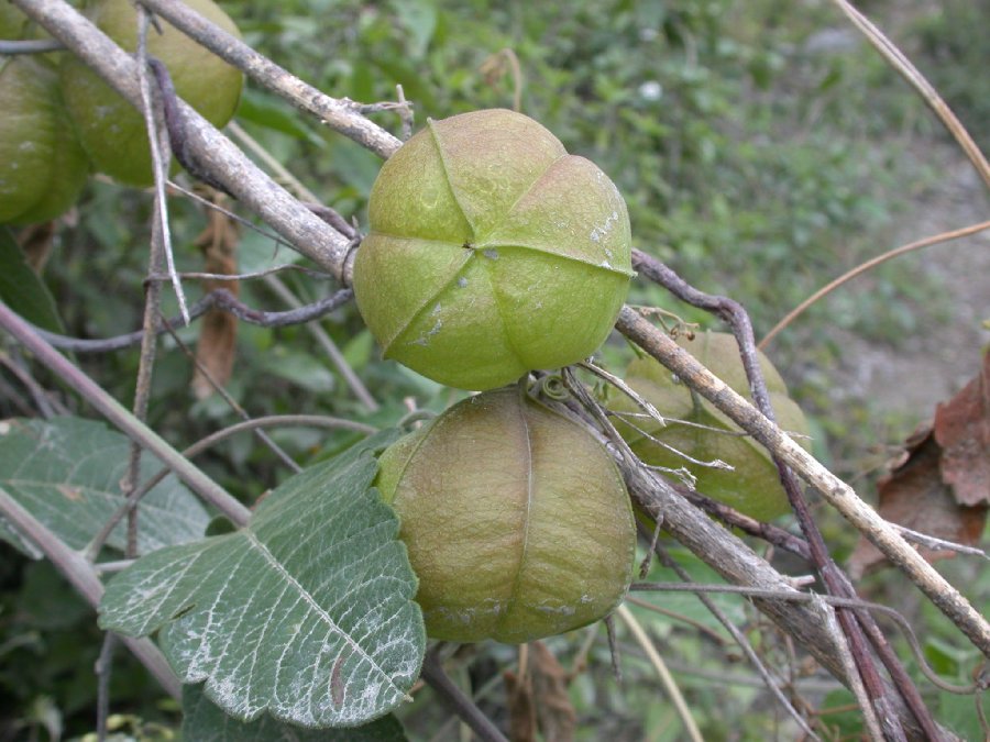 Sapindaceae Cardiospermum 