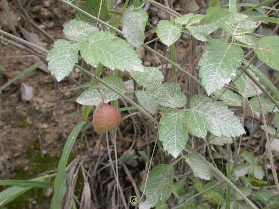 Sapindaceae Cardiospermum 