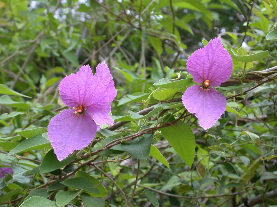 Euphorbiaceae Dalechampia 