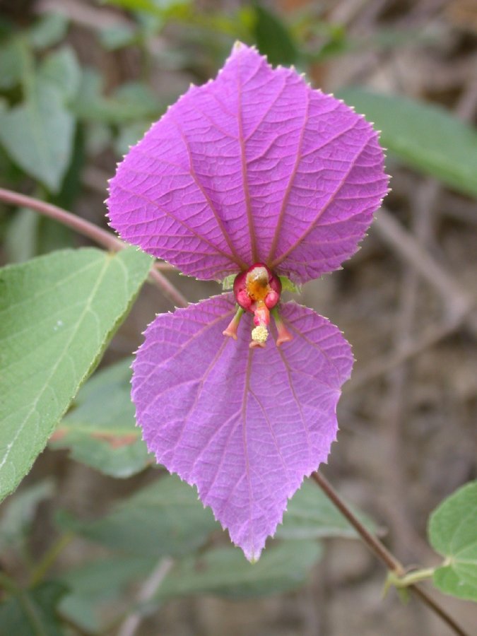 Euphorbiaceae Dalechampia 