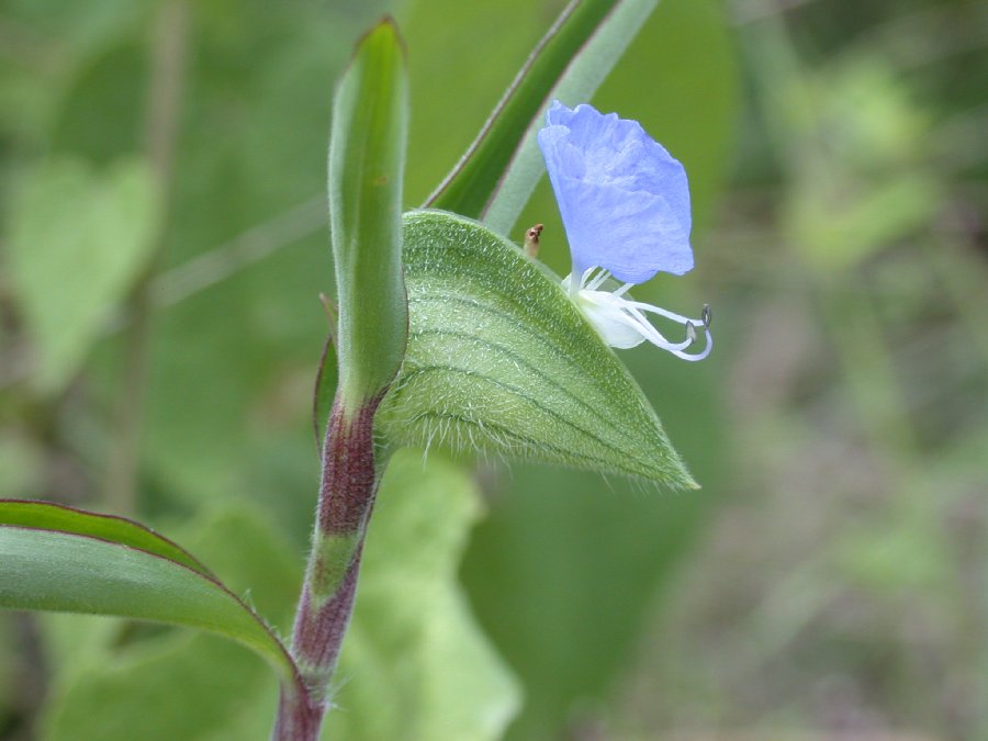Commelinaceae Commelina diffusa