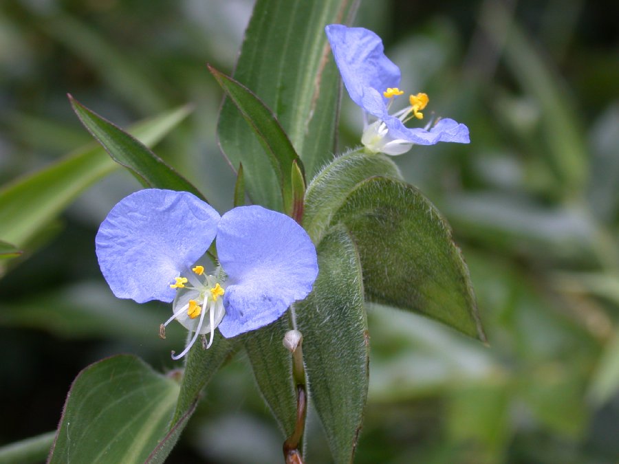 Commelinaceae Commelina diffusa