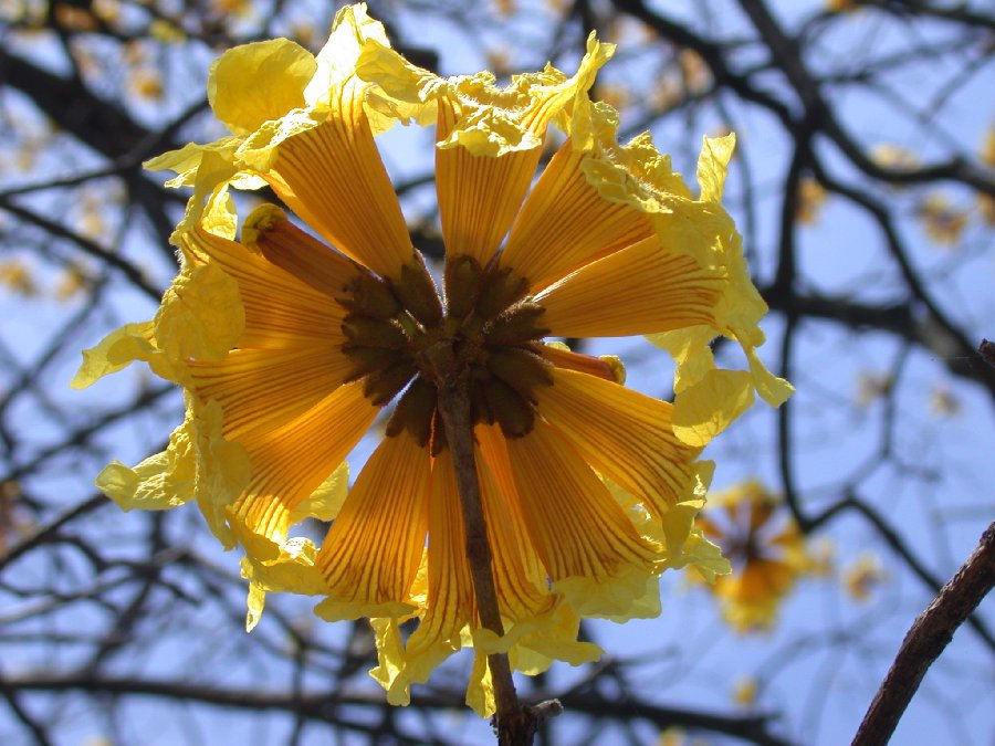 Bignoniaceae Tabebuia billbergii