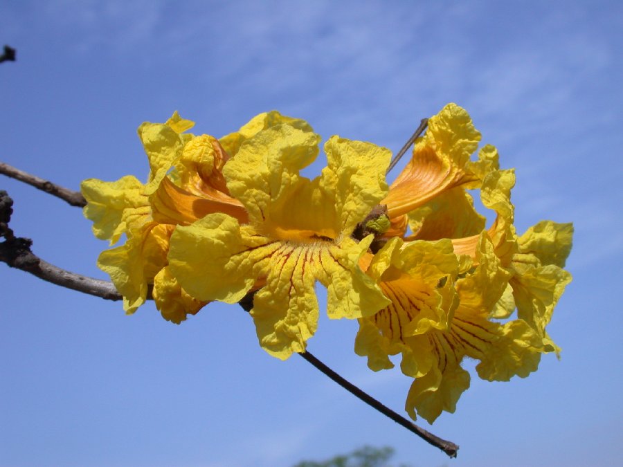 Bignoniaceae Tabebuia billbergii