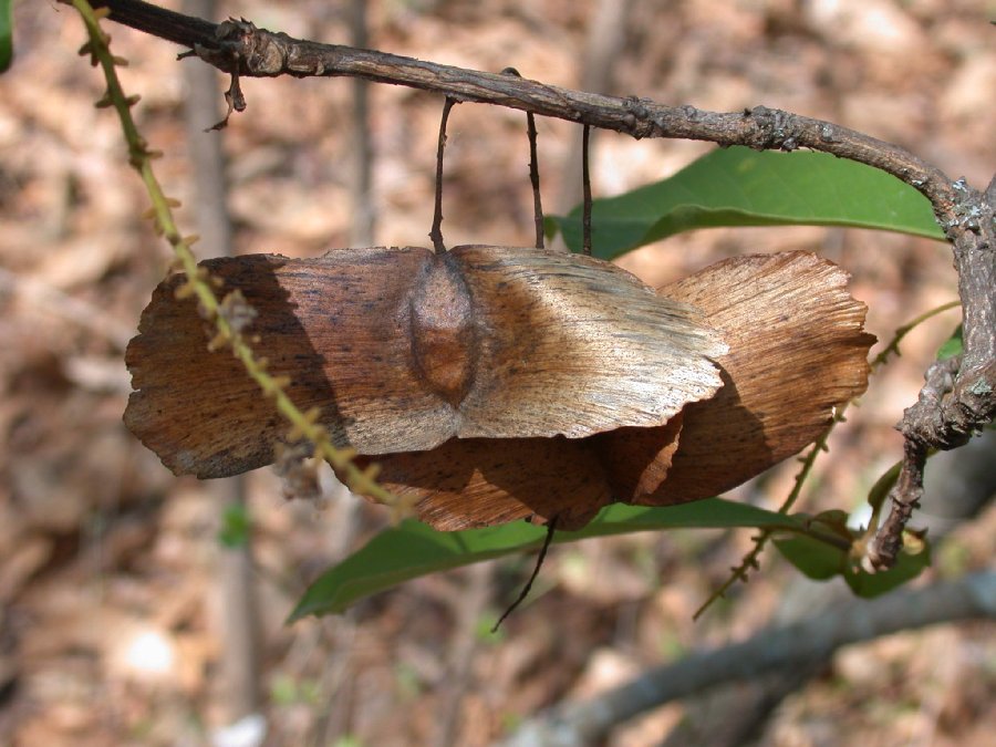 Combretaceae Terminalia 