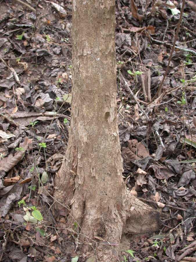 Salicaceae Prockia pentamera