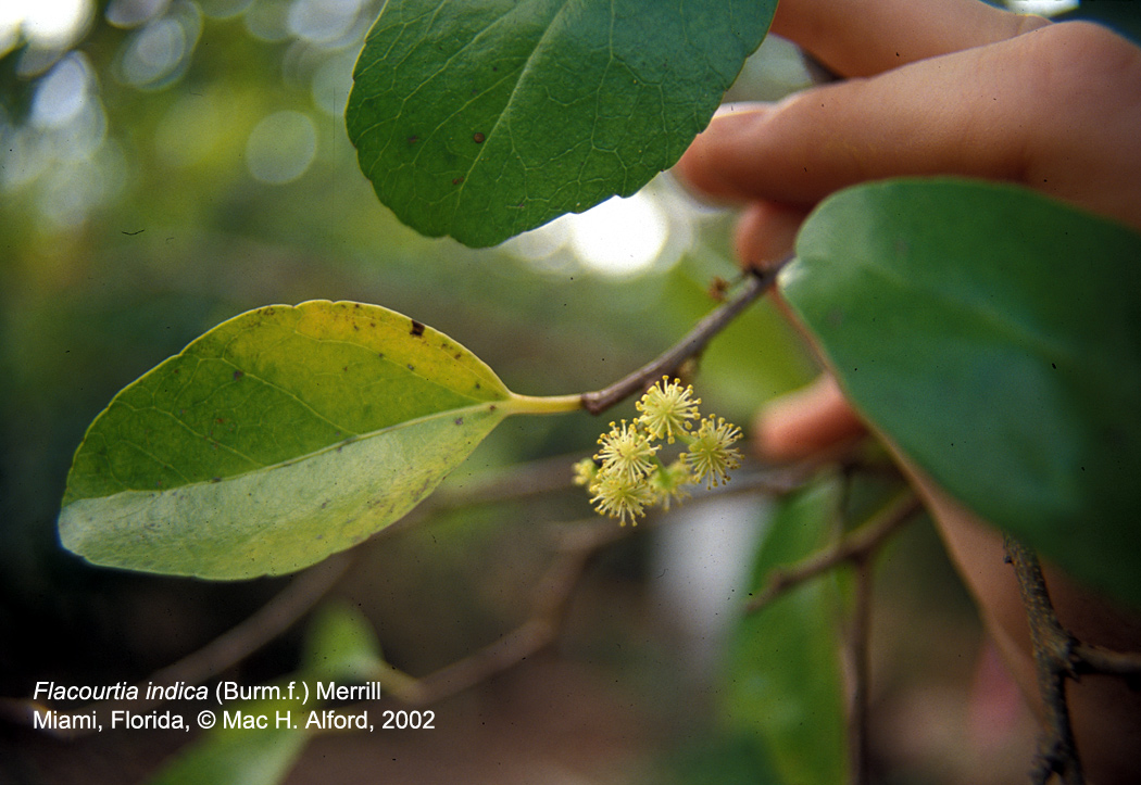 Salicaceae Flacourtia indica